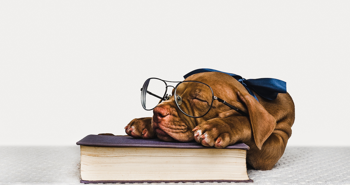 Chocolate puppy wearing glasses and sleeping on a book