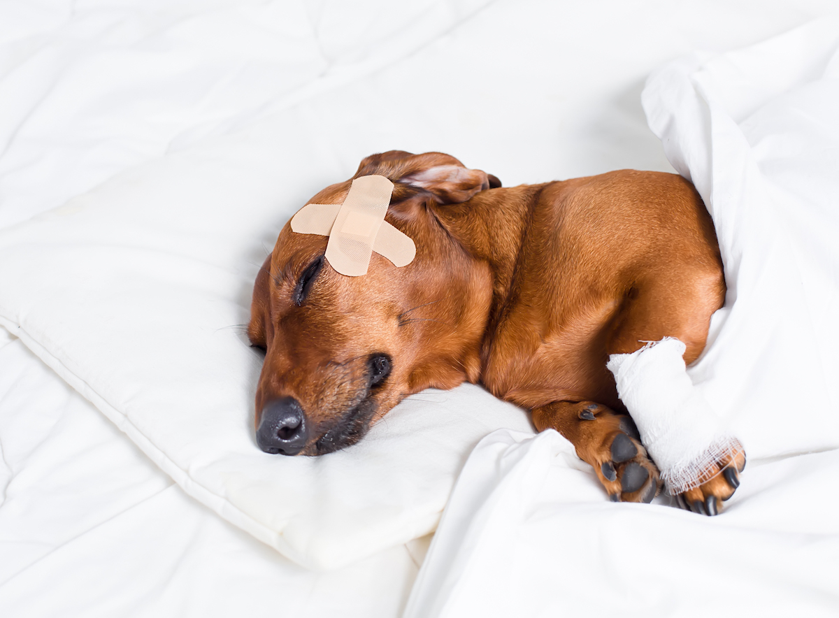 Injured dog sleeping in bed