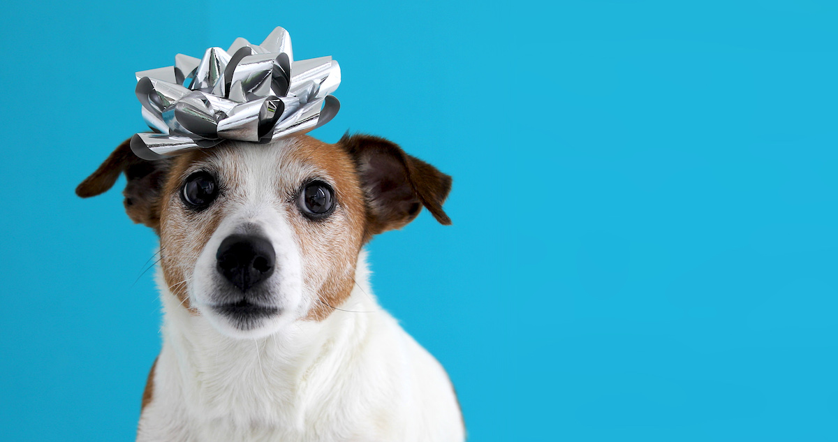 Jack Russell dog with bow on head