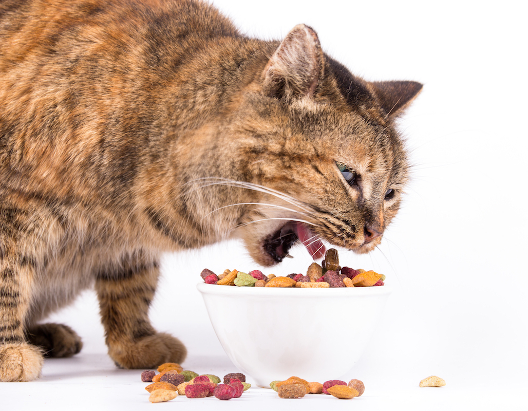 Cat eating dried food