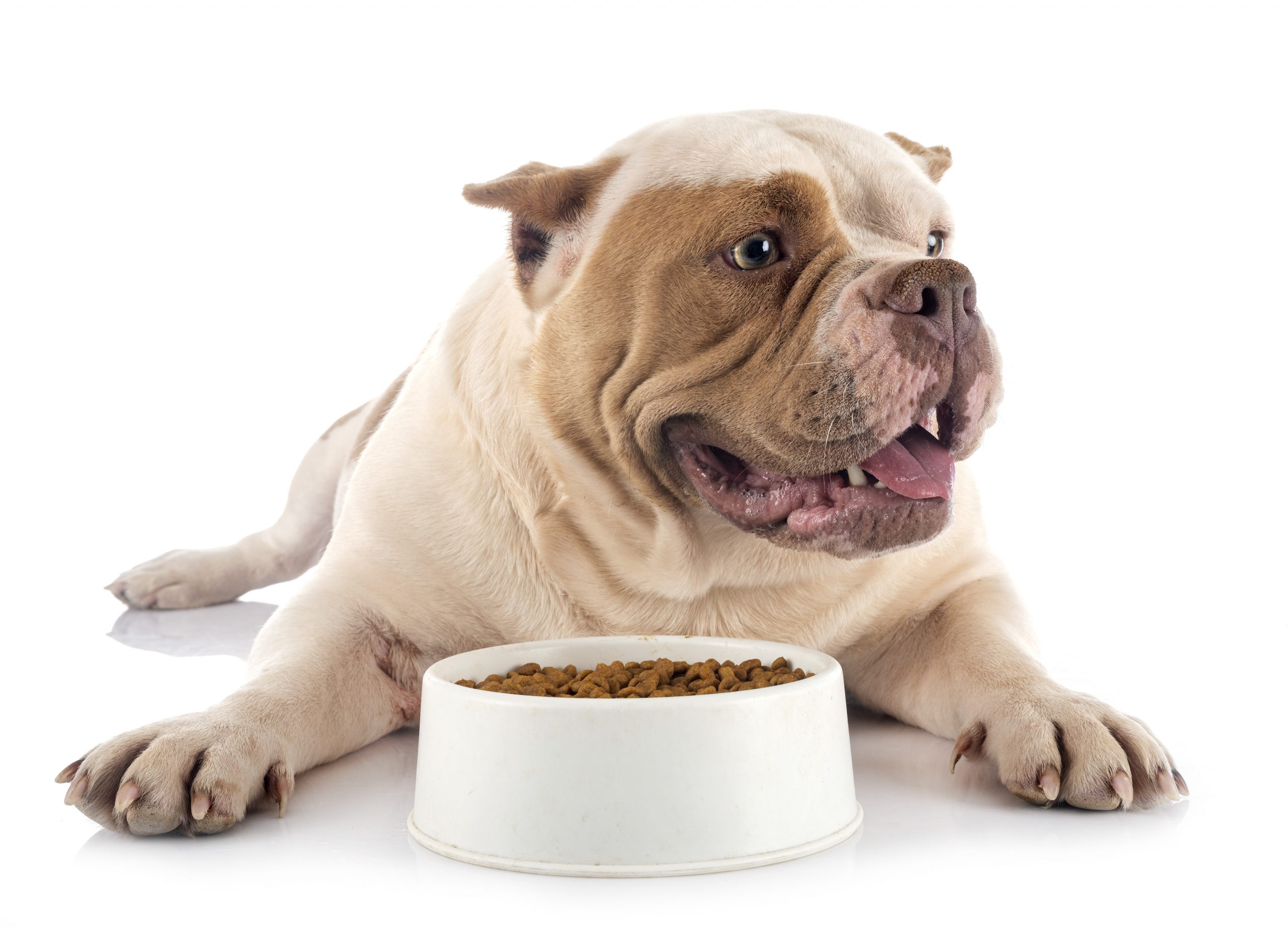 american bulldog eating from a bowl