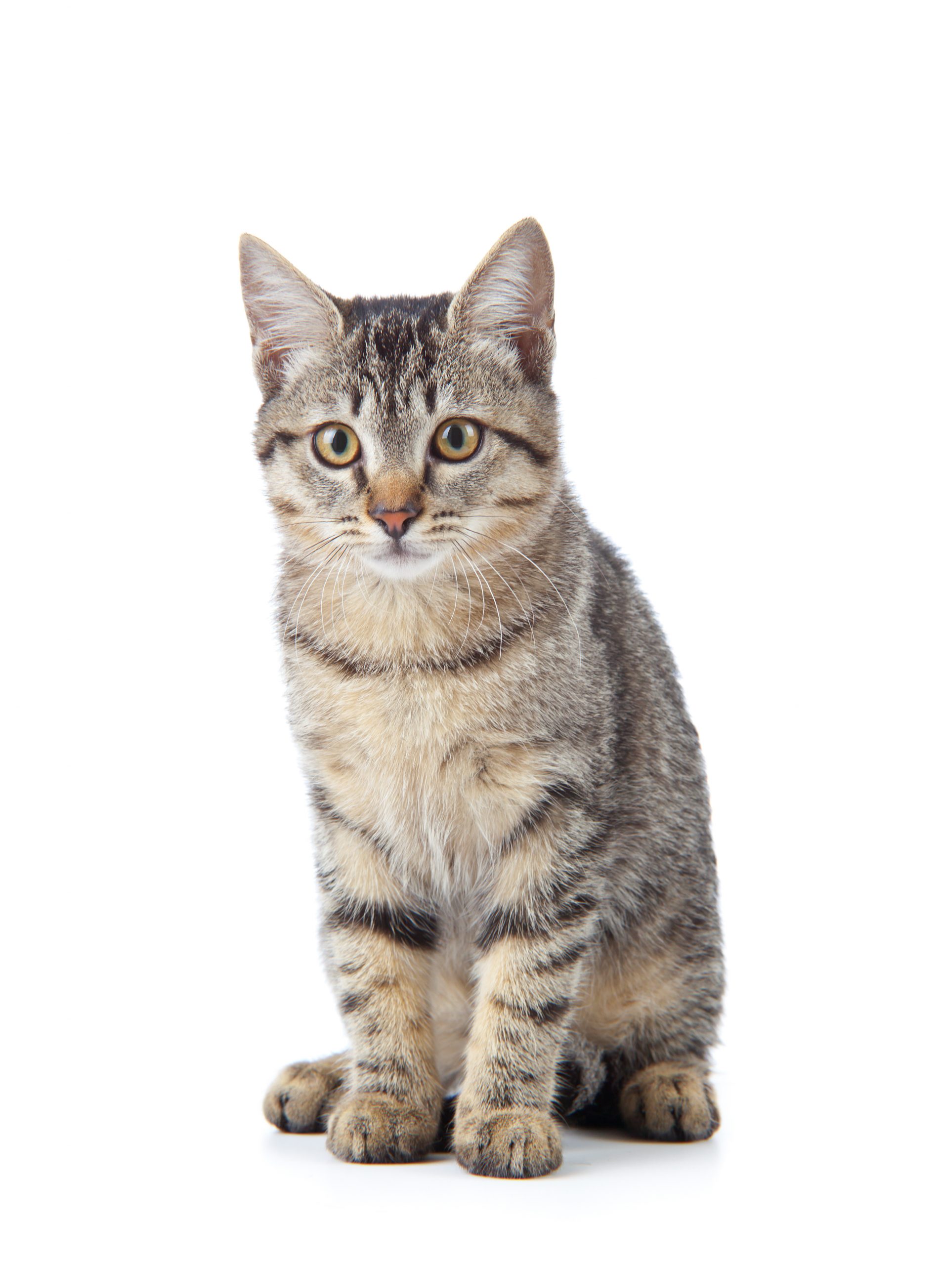 American Shorthair Cat