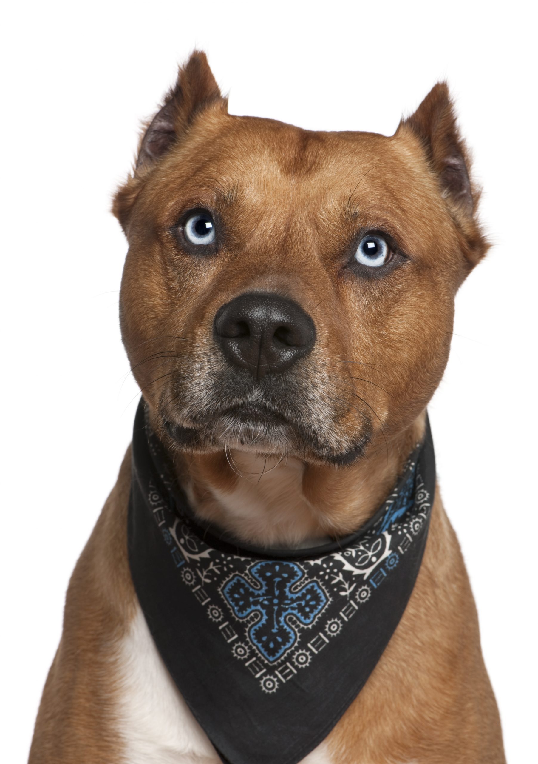 American Staffordshire terrier wearing handkerchief
