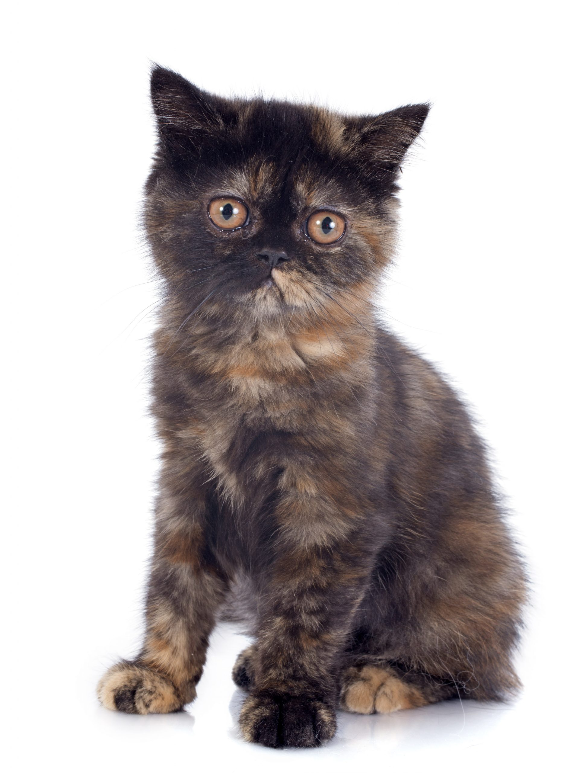 Exotic Shorthair kitten