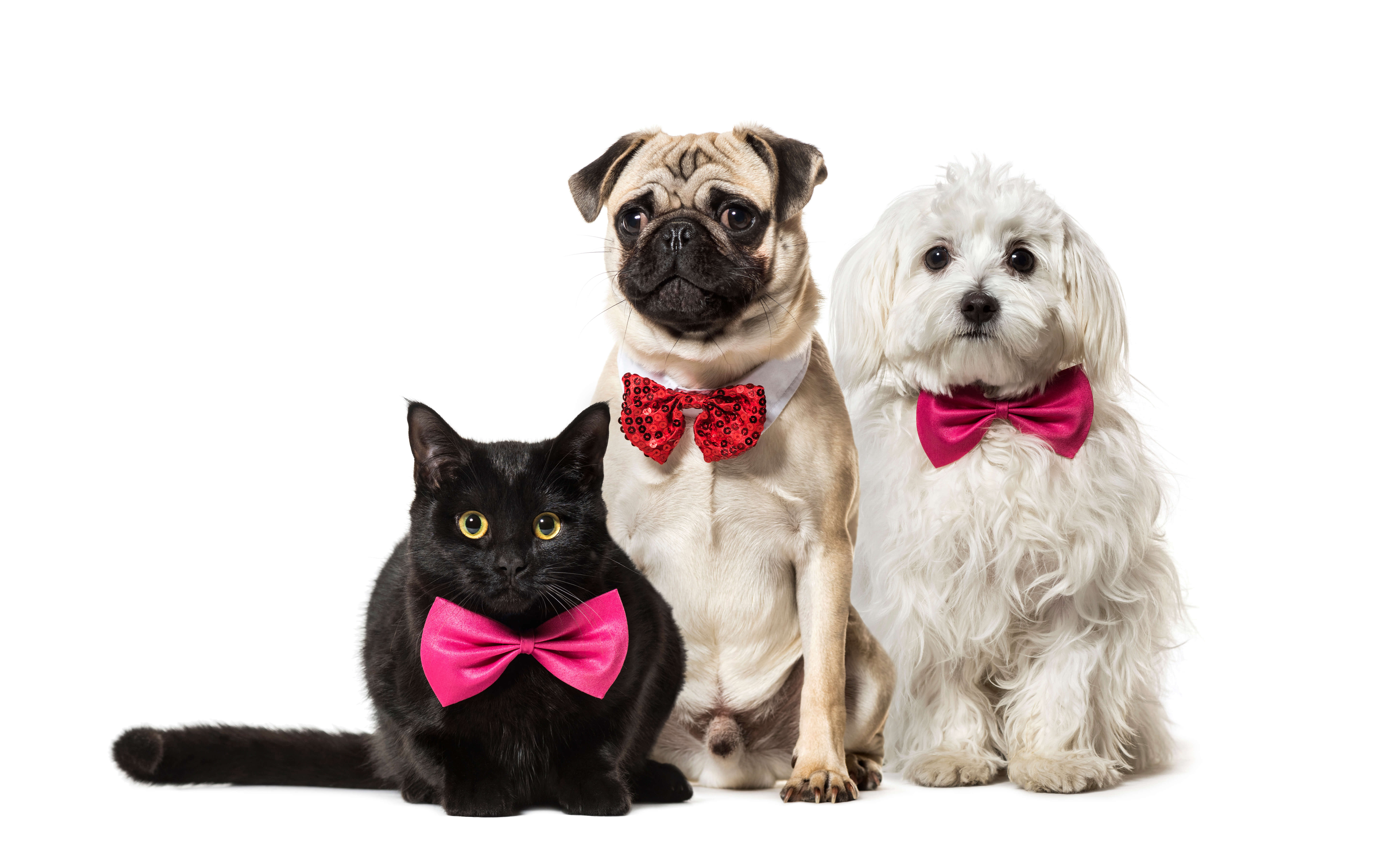 cat and dogs wearing bows