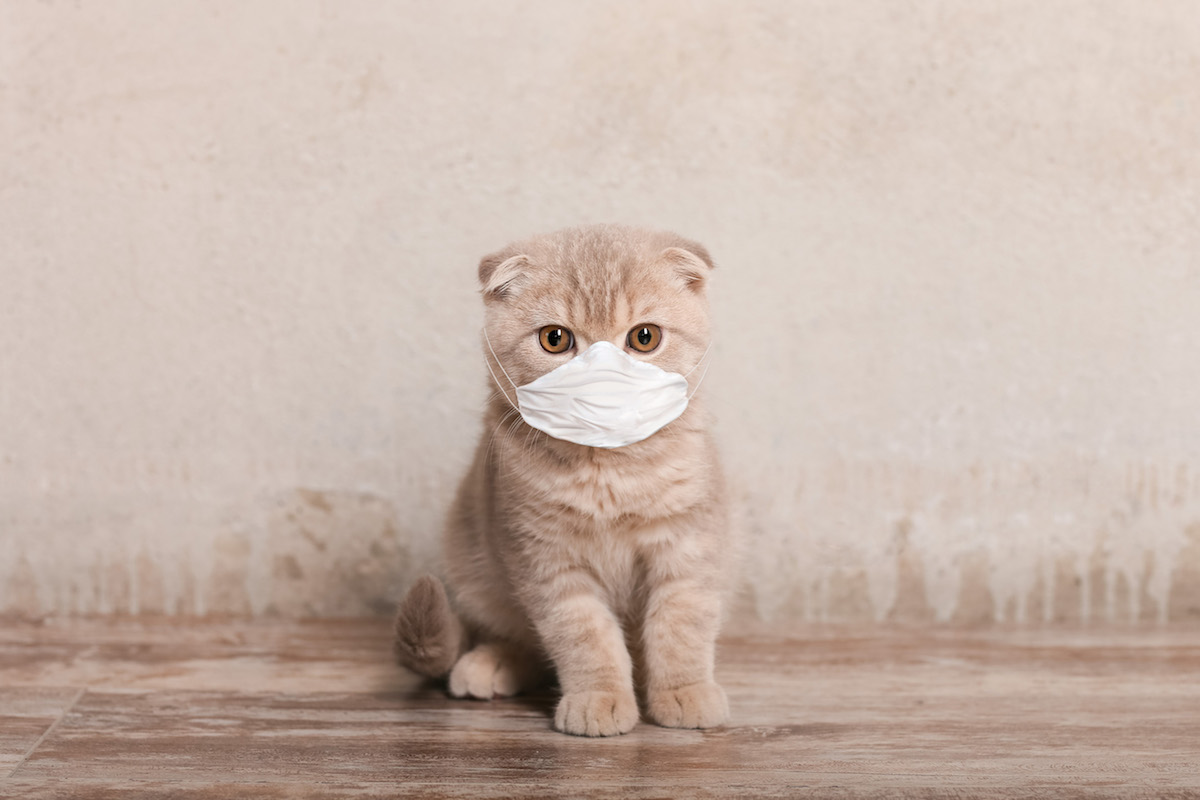 Cat wearing medical mask