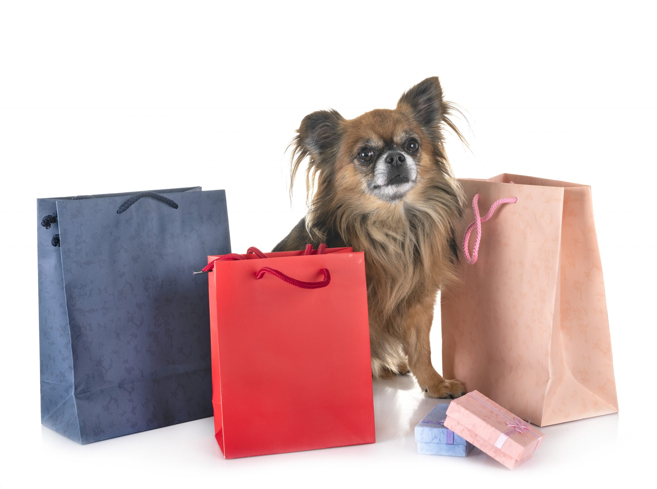 chihuahua surrounded by colorful shopping bags