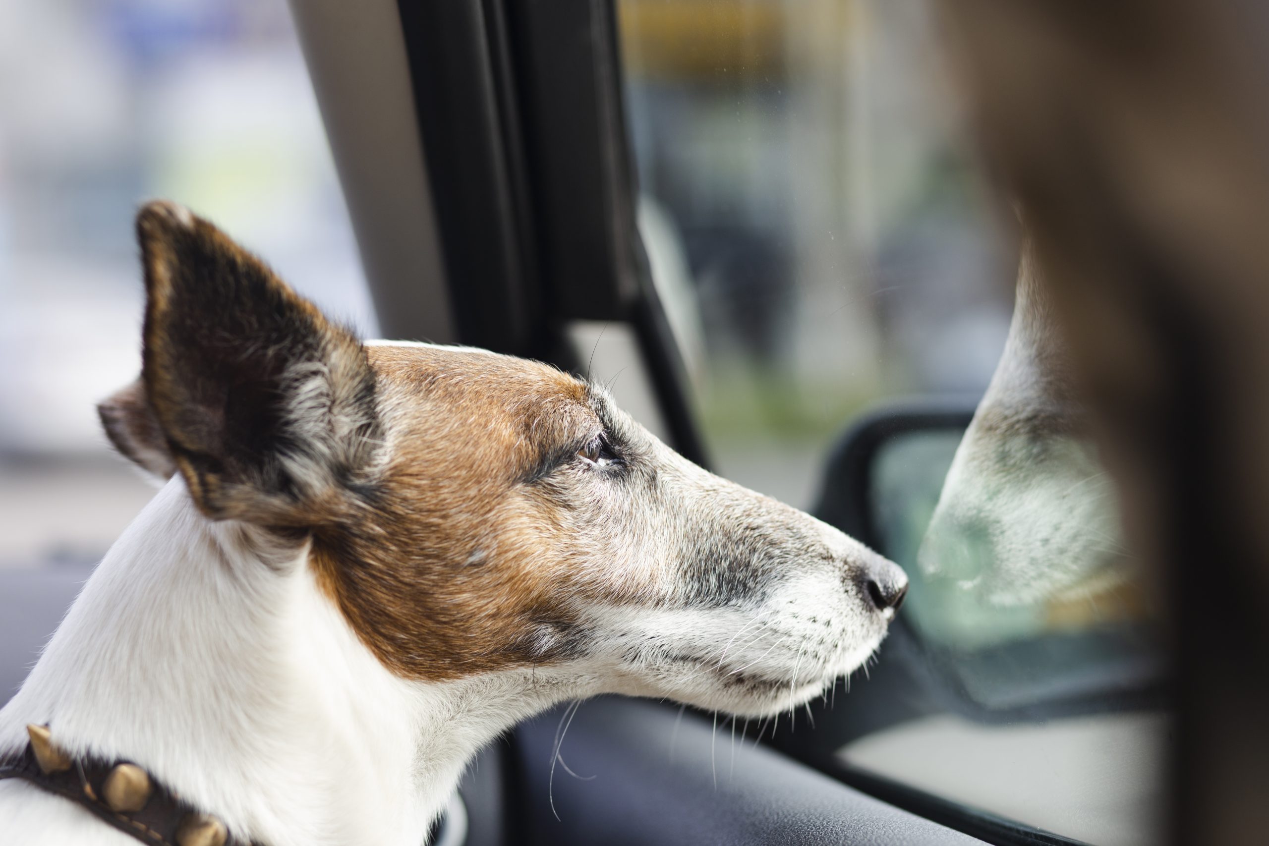 Jack Russell dog looking out car window