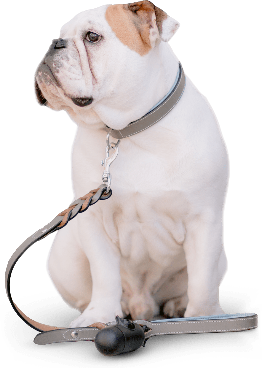 Bulldog on leash