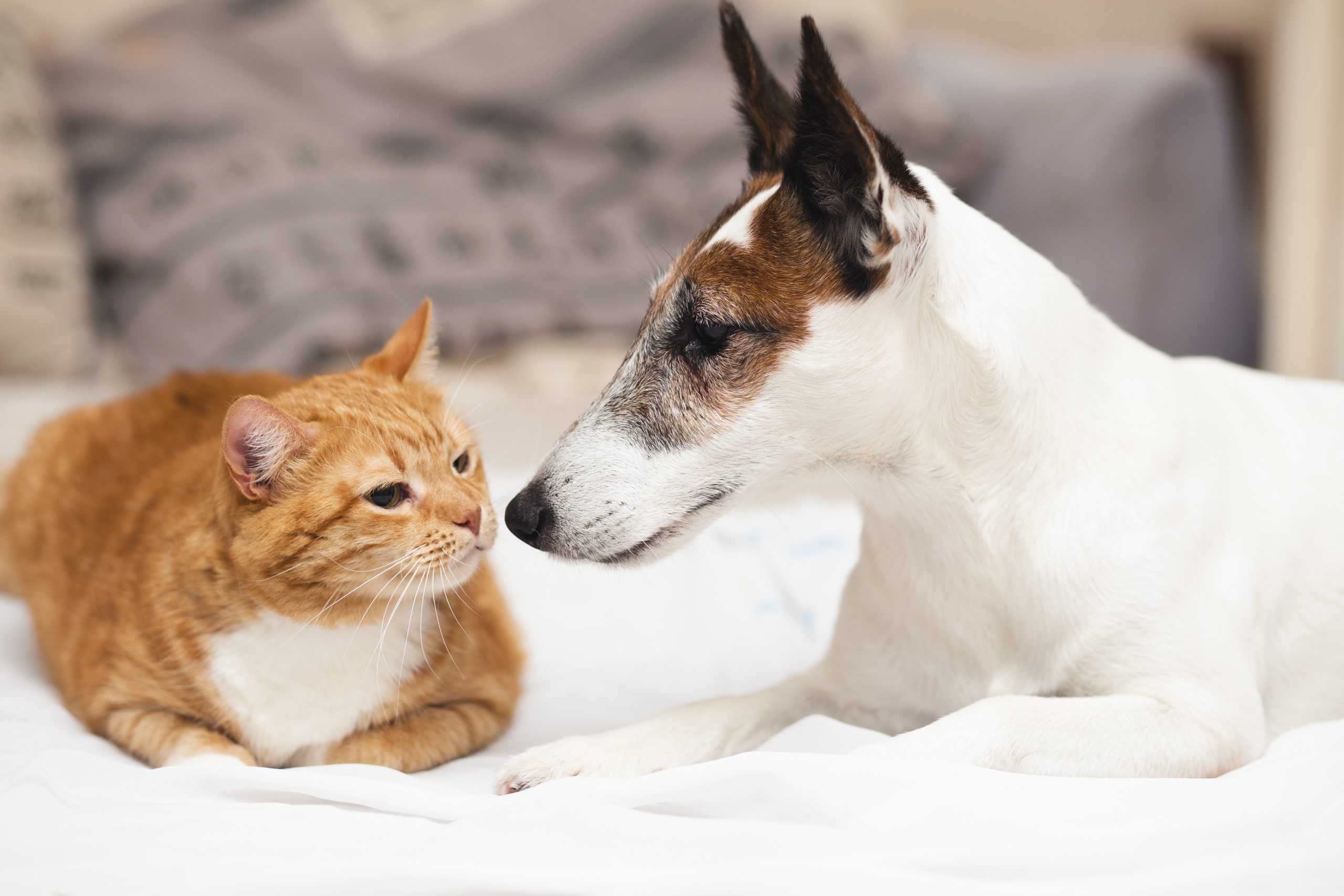 Jack Russell looking at cat lying next to him