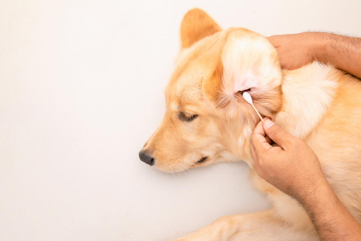 Groomer cleaning dog ears with cotton