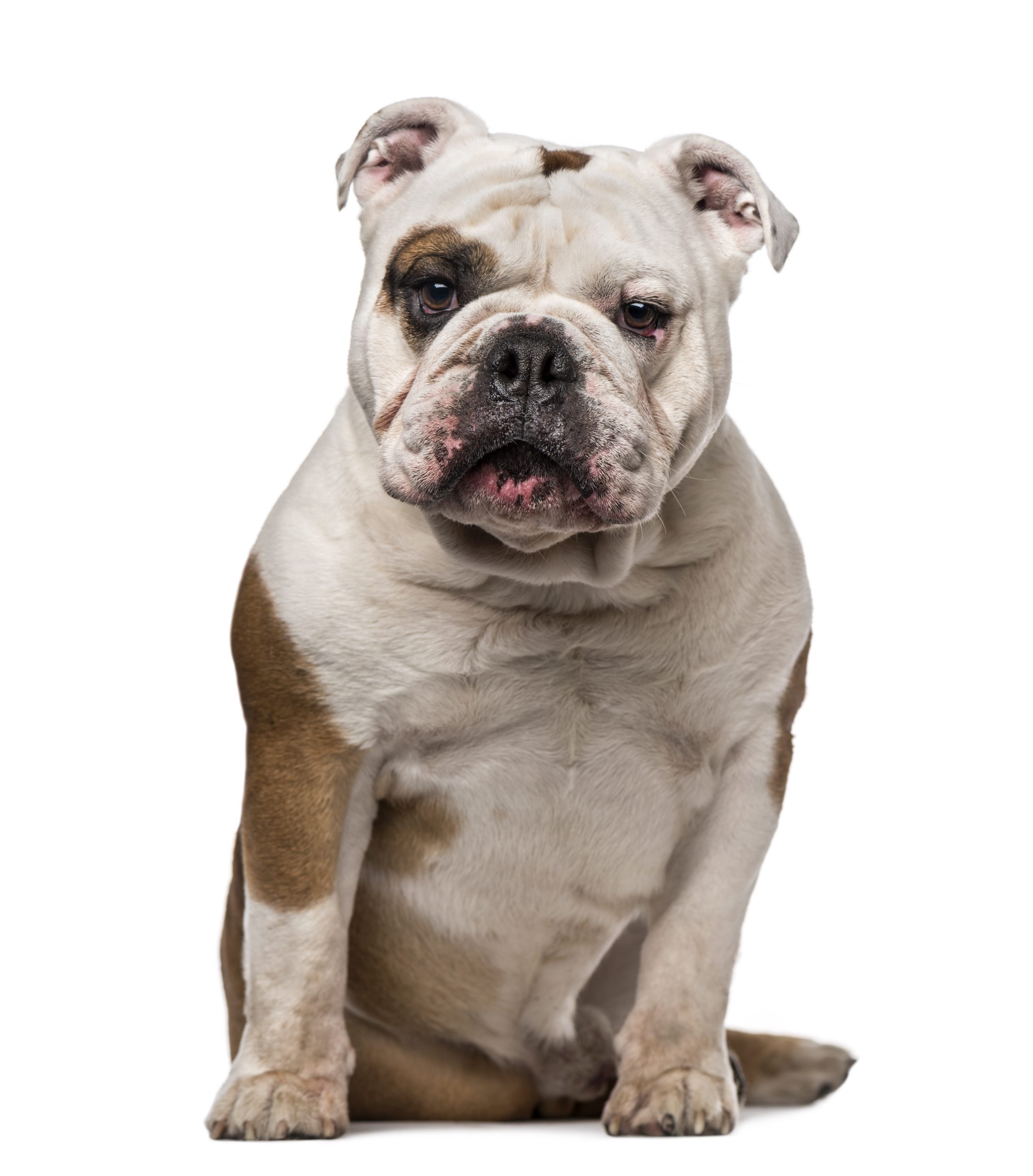 English Bulldog