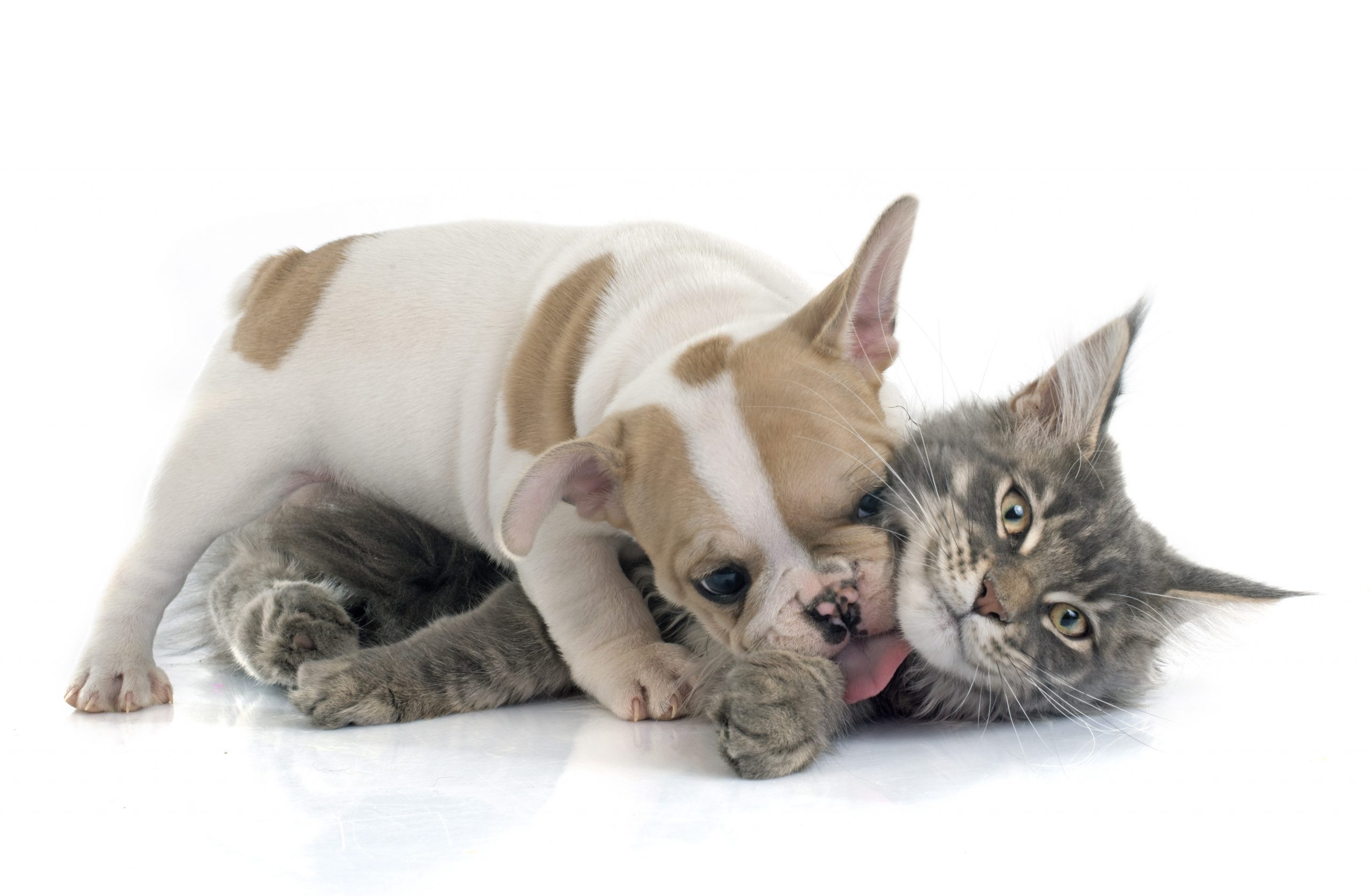 puppy french bulldog and cat