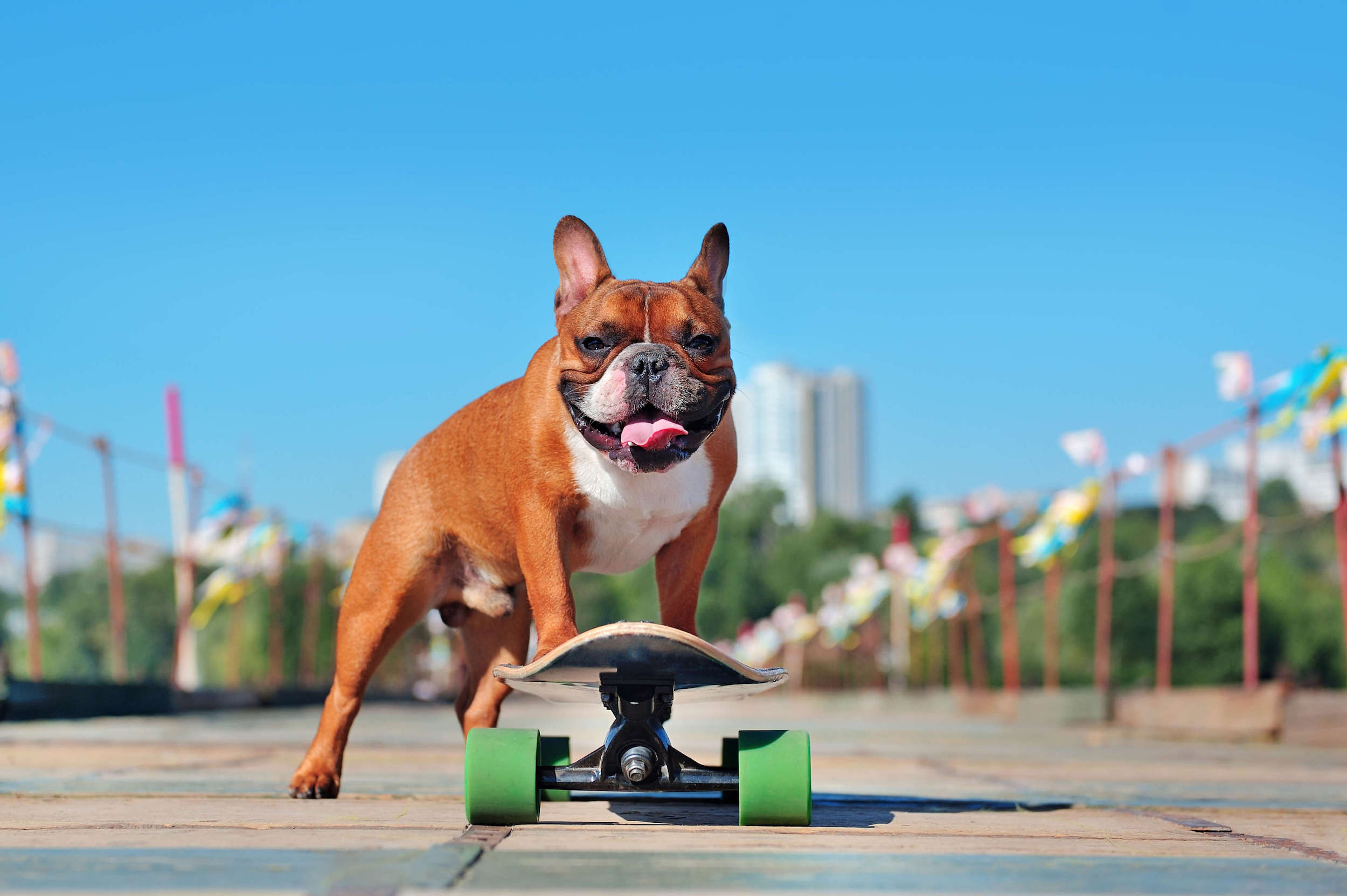 french bulldog skateboarding
