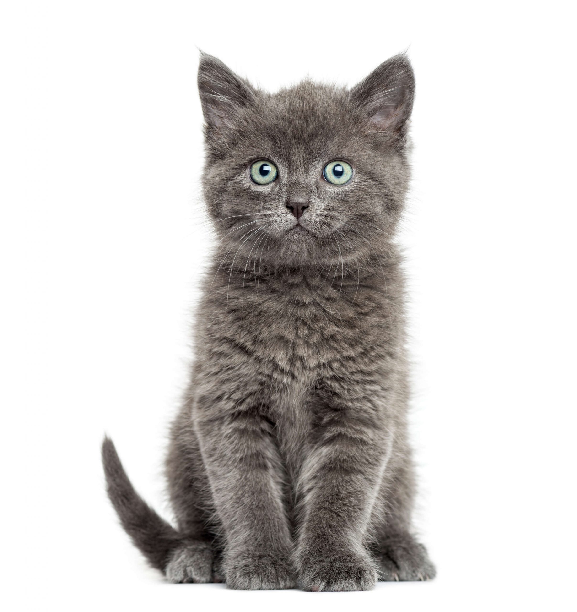 British Shorthair Kitten