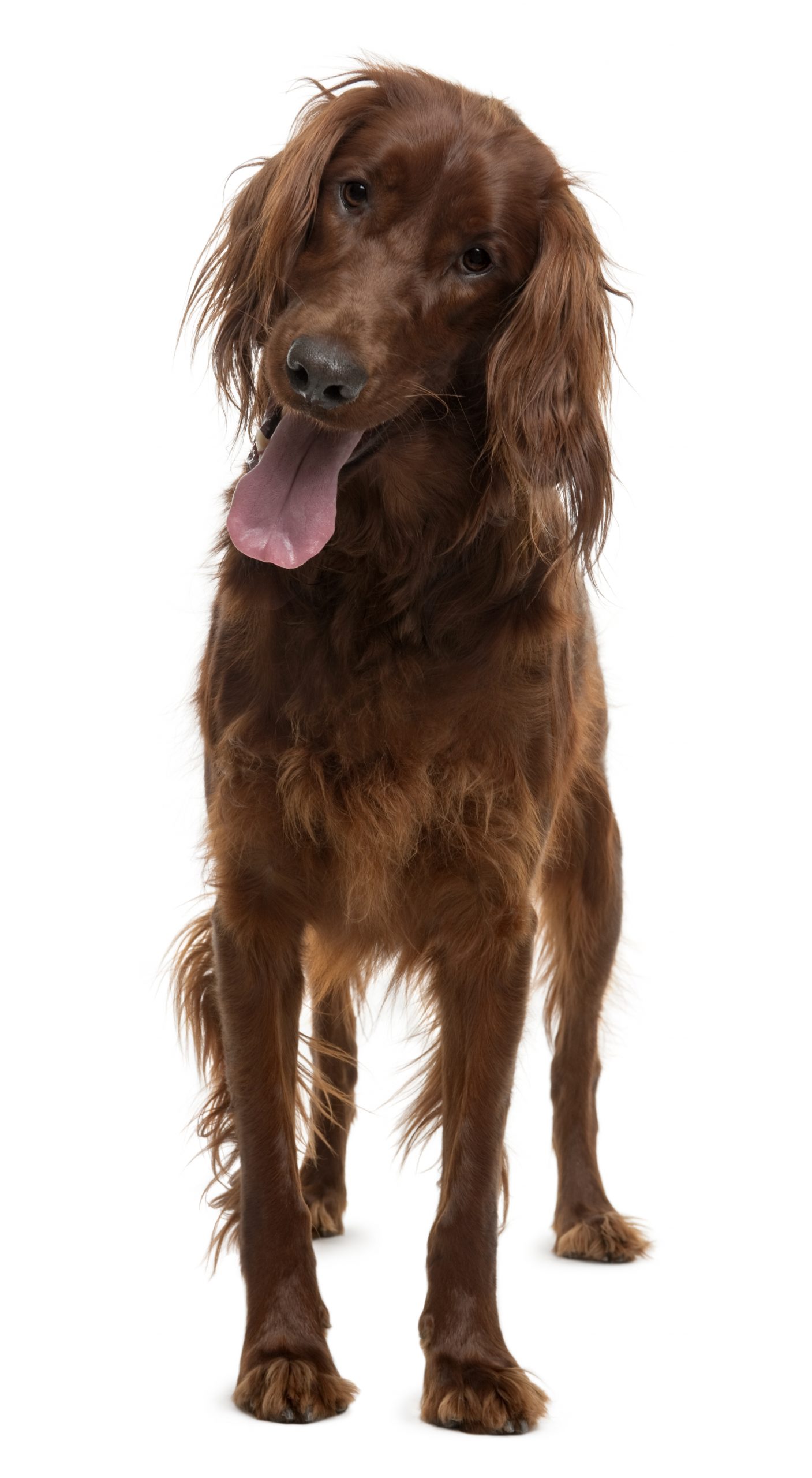 Irish Setter