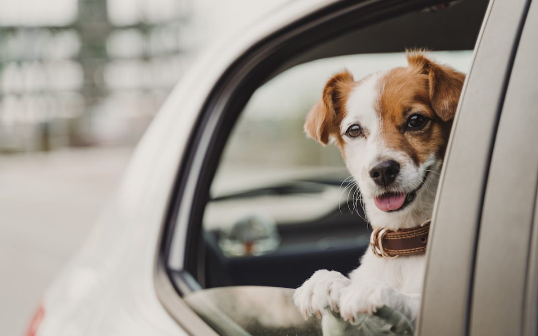 Leaving Your Pet In A Locked Car