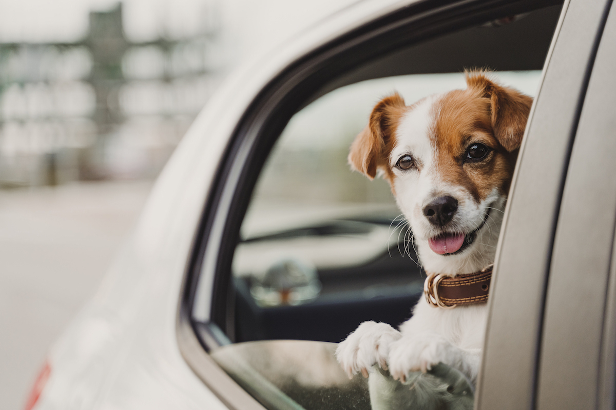 Jack Russell in a car looking out of window
