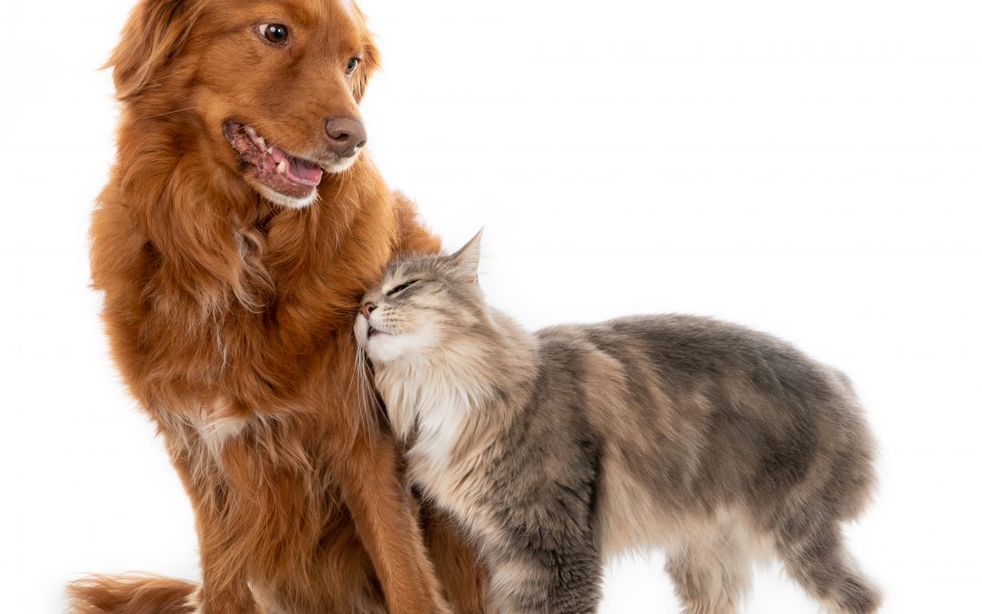 Choosing Between A Dog or Cat