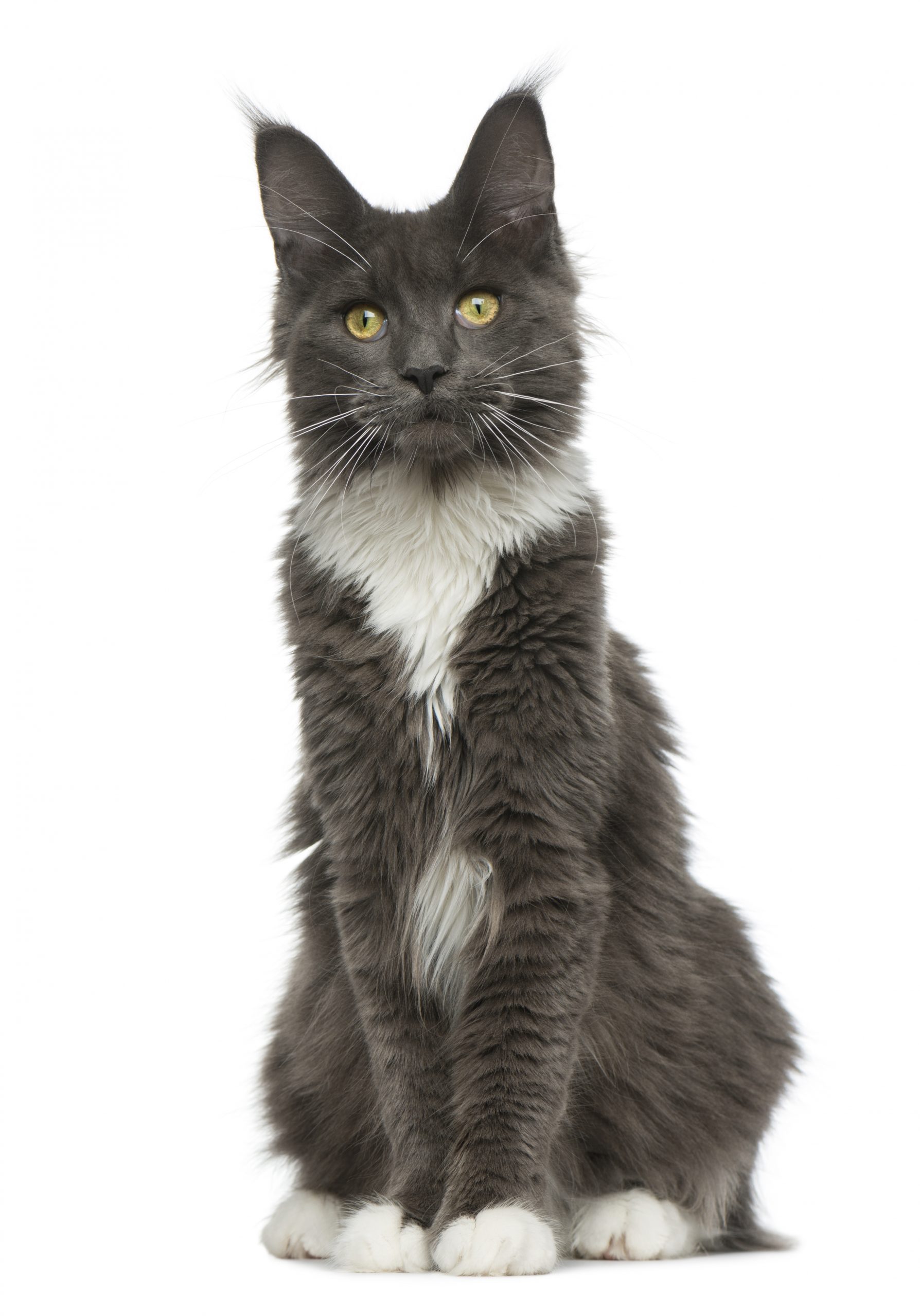 Maine Coon Cat