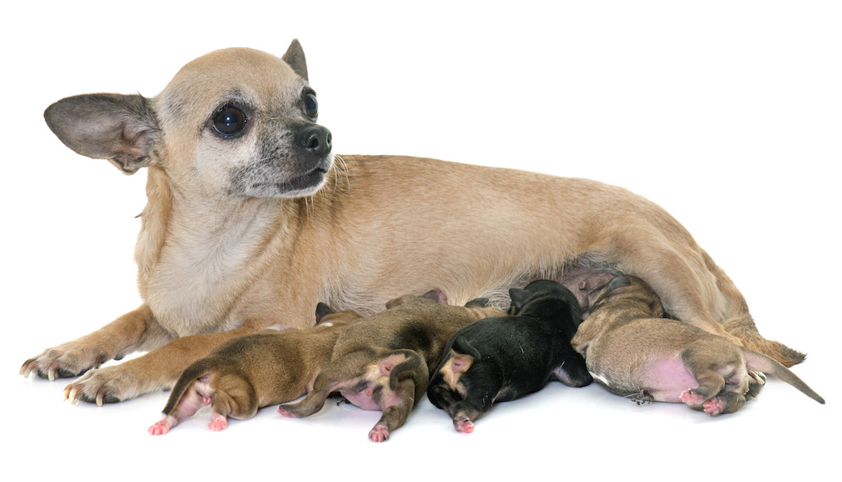 family of Chihuahuas