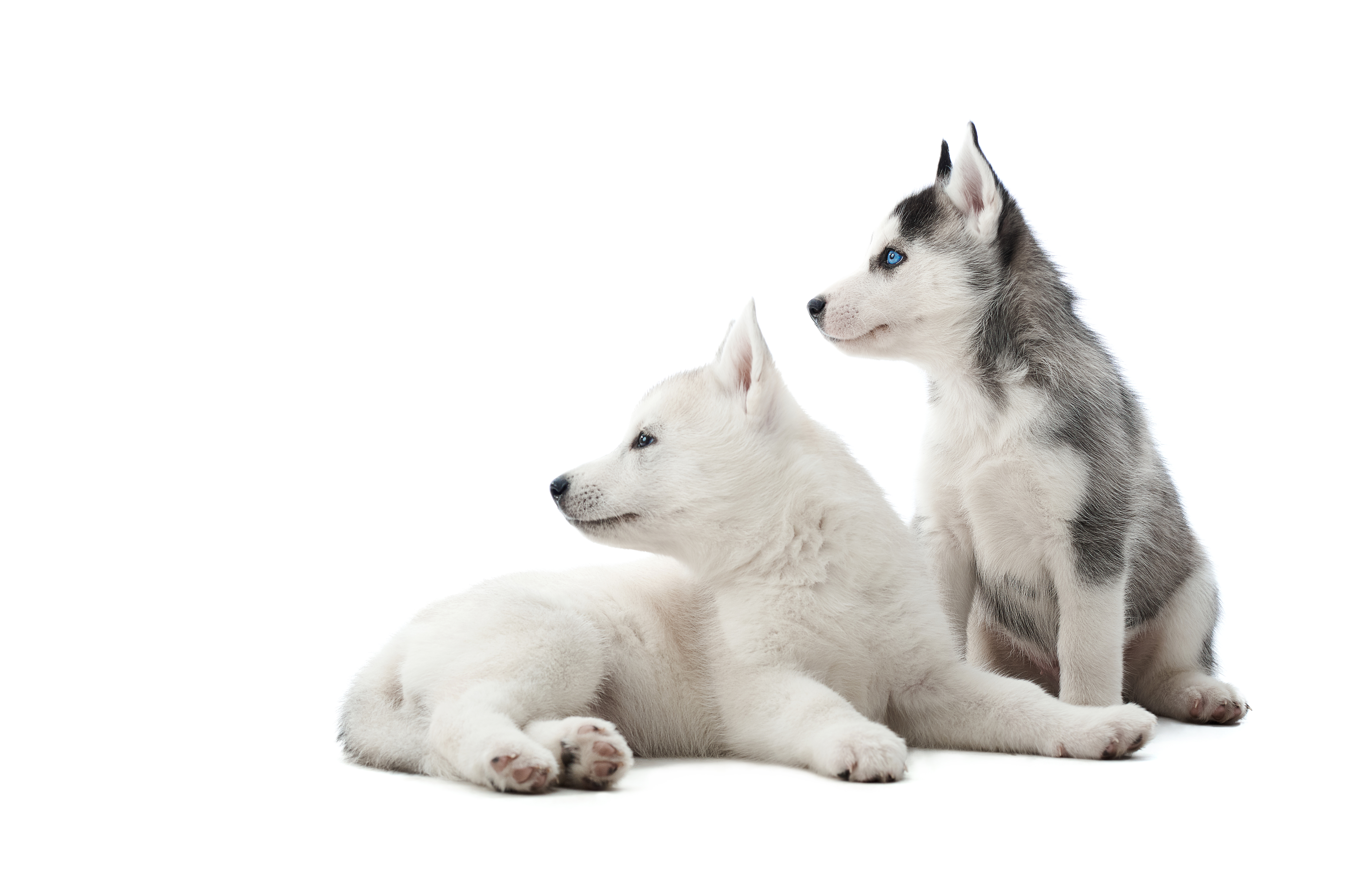 Siberian husky puppies