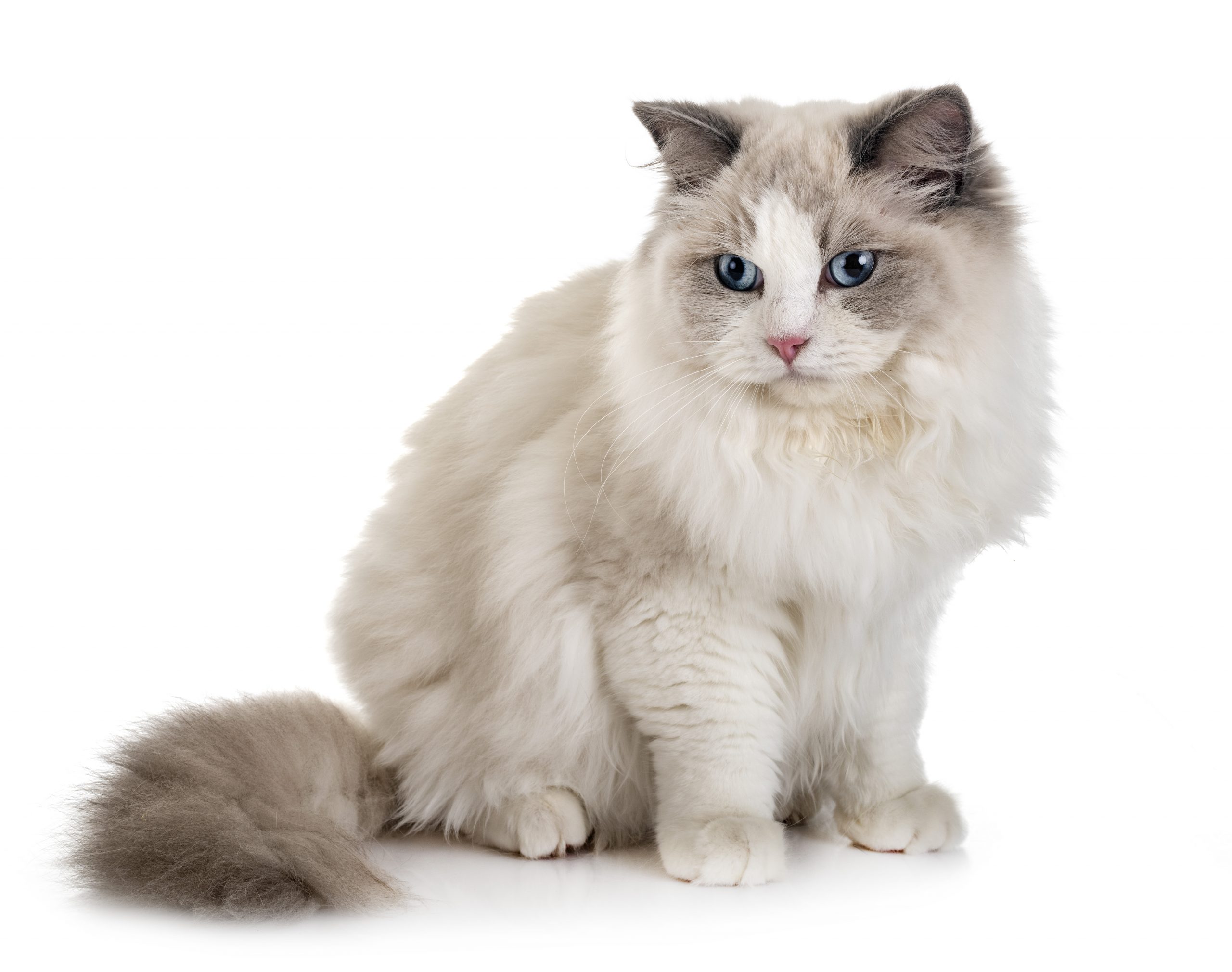 Ragdoll Cat