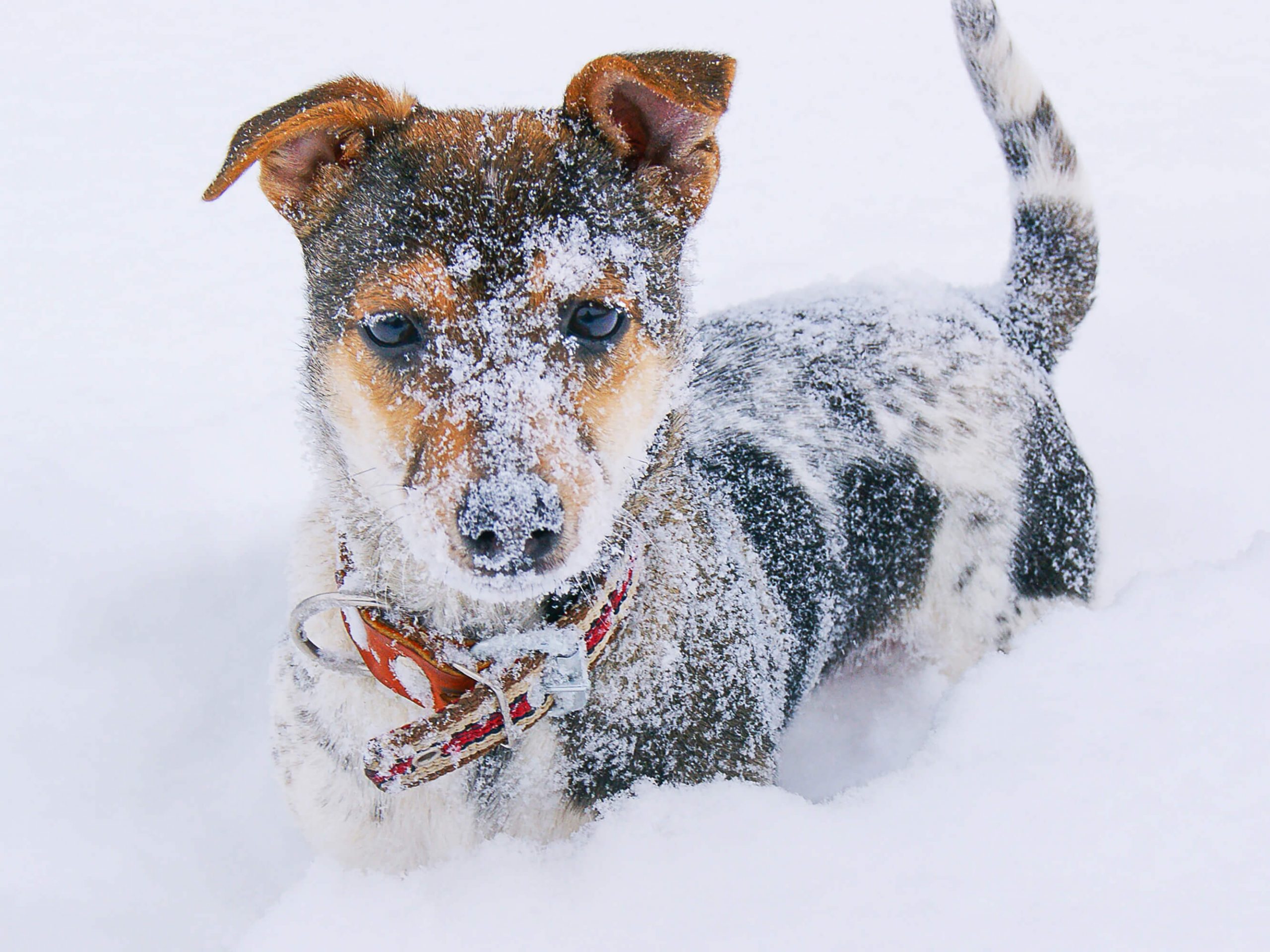 snow covered puppy in snow