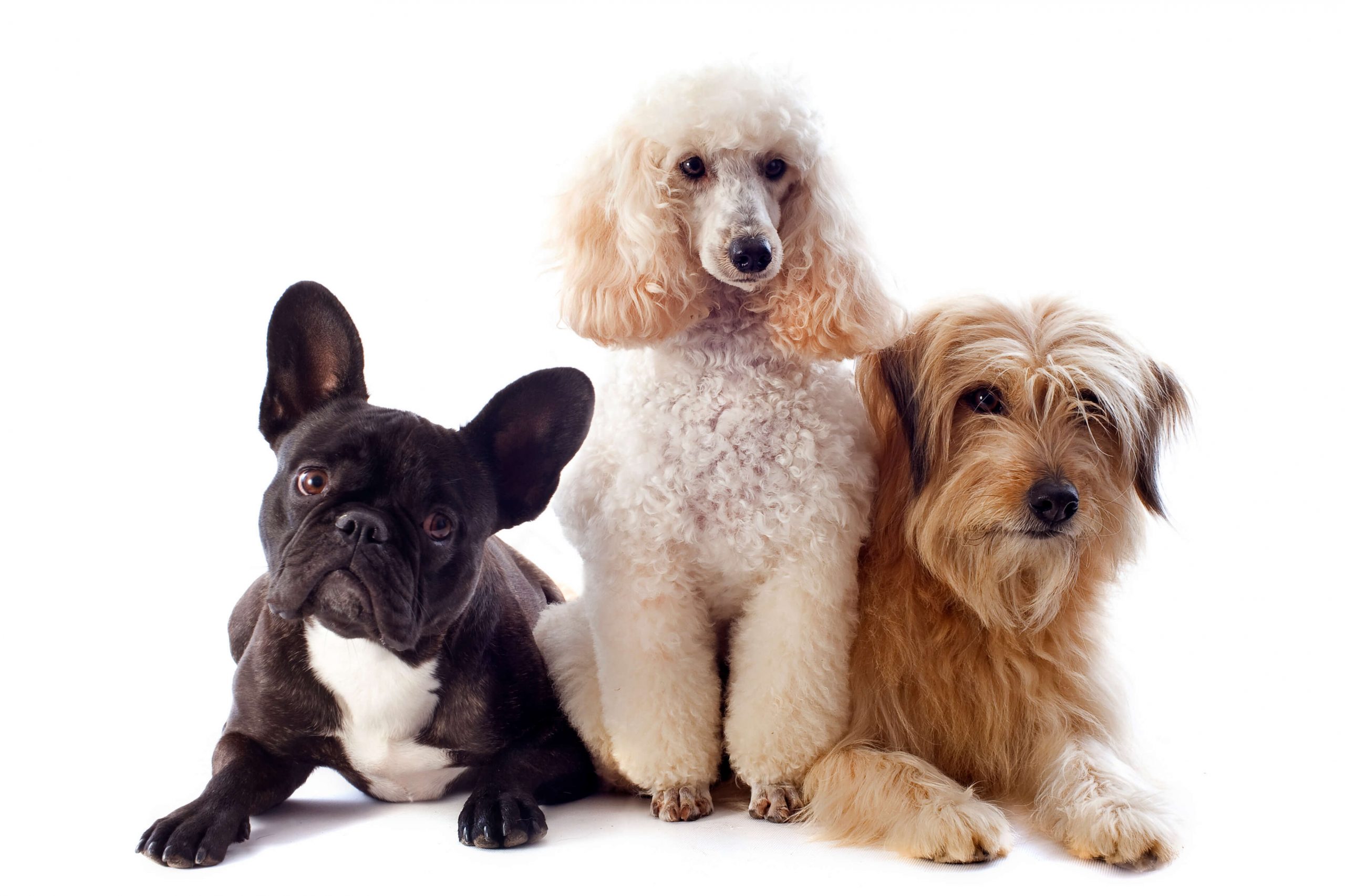 three dog breeds sitting together