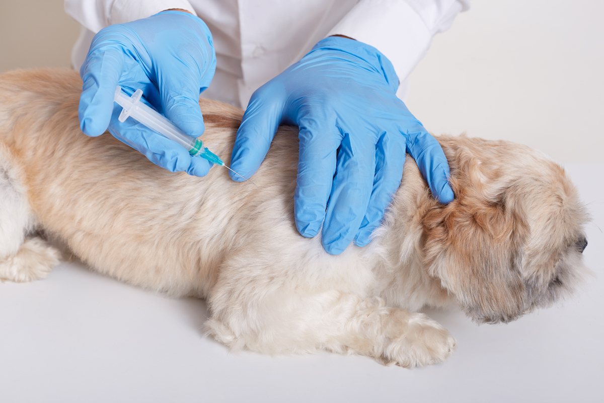 Veterinarian administering injection on dog