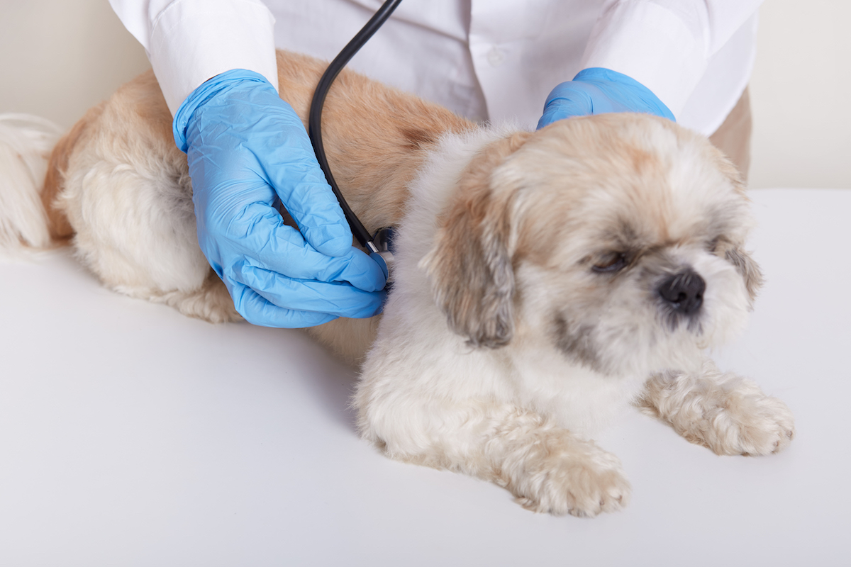 Veterinarian examining dog with stethoscope