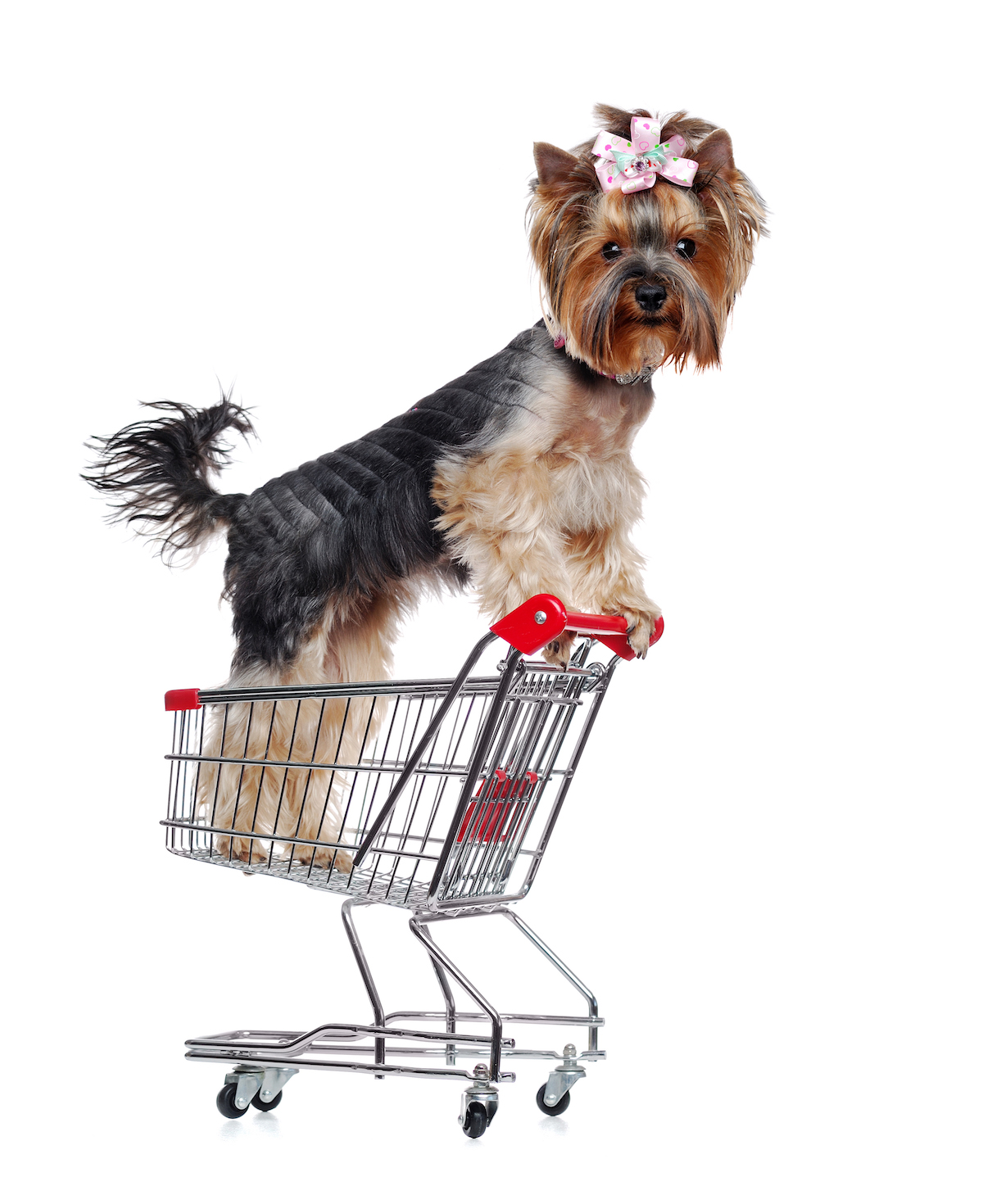 Yorkshire Terrier puppy on hind legs in a shopping trolley