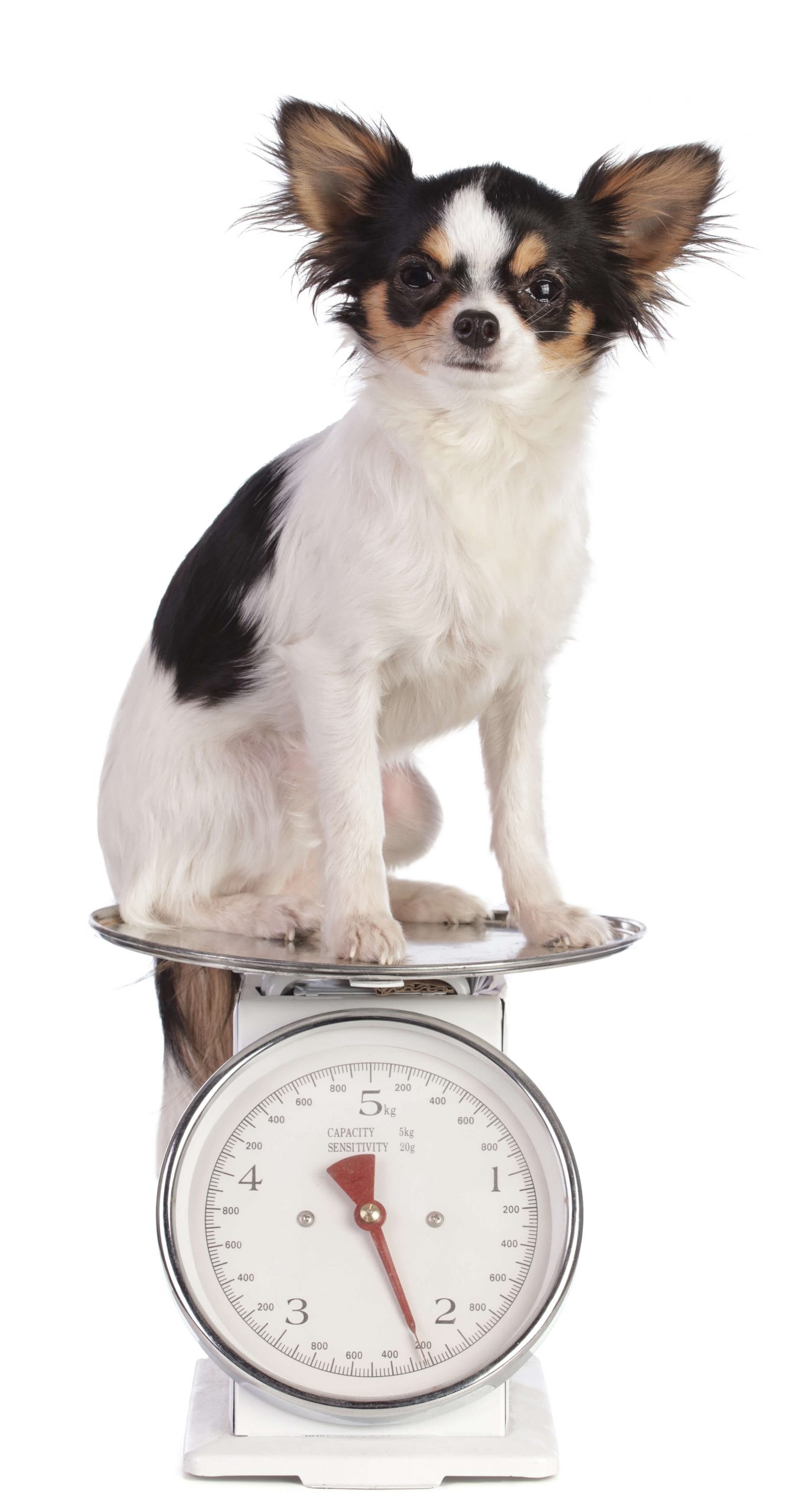 chihuahua sitting on a scale